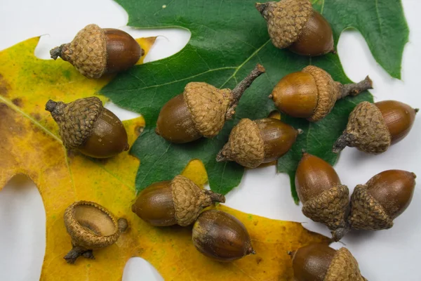 Fall Acorns and Oak Tree Leaves — Stock Photo, Image