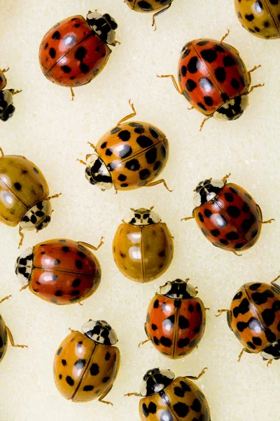 Escarabajos asiáticos multicolores —  Fotos de Stock