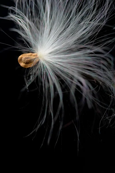 Tek süt kardeş bitki tohumu