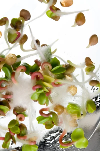 turp tohumları çimlenme