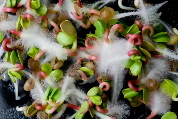 turp tohumları çimlenme