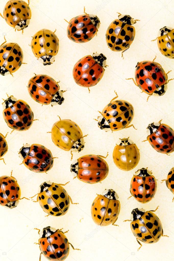 Multi-colored Asian Lady Beetles