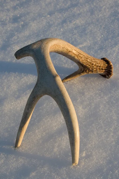 창 고 Whitetail 사슴 뿔 — 스톡 사진