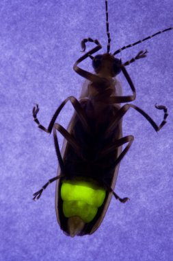 Geceleri - yıldırım bug yanıp sönen bir ateş böceği