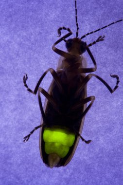 Firefly Flashing at Night - Lightning Bug clipart