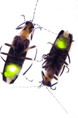 yanıp sönen fireflies