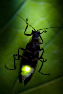 Firefly Flashing - Lightning Bug clipart