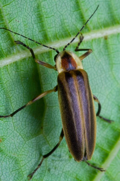 Firefly on Leaf — Stock Photo, Image