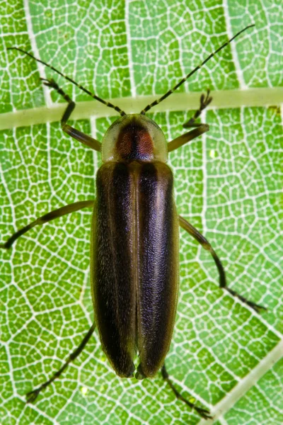 Firefly yaprak üzerinde