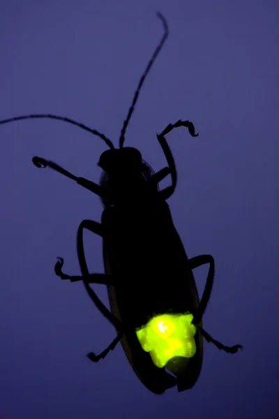 Firefly yanıp sönüyor - yıldırım bug — Stok fotoğraf