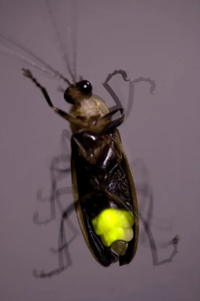 Firefly blinkande - lightning bug — Stockfoto