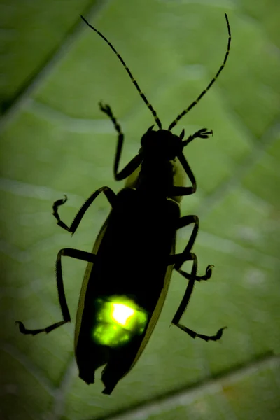 Firefly Flashing - Lightning Bug — Stock Photo, Image