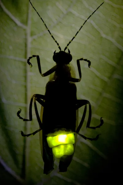 Firefly yanıp sönüyor - yıldırım bug — Stok fotoğraf