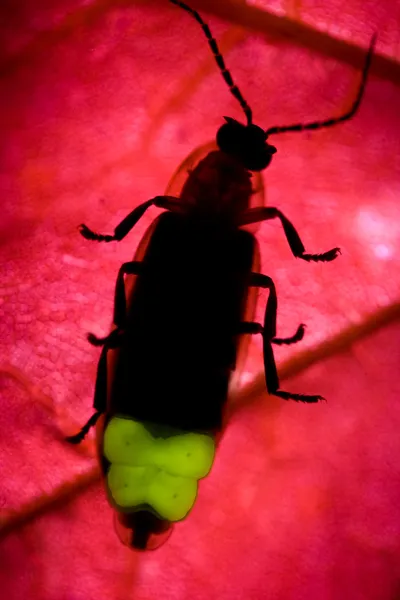 Firefly blinkande - lightning bug — Stockfoto