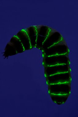 Glow Worm Emitting Green Light clipart