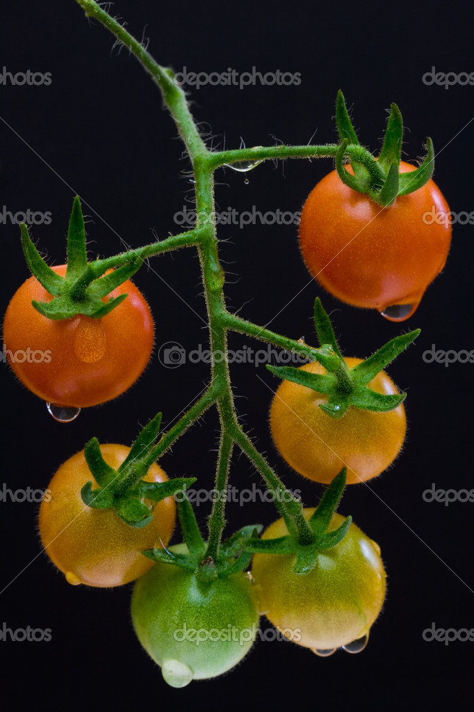 Ripening Cherry Tomatoes — Stock Photo © Fireflyphoto 32848003