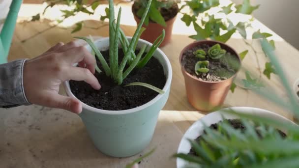화분에 화초를 이식하고 집에서 기르고 손질하는 식물은 개념에 관심이 의정원 — 비디오
