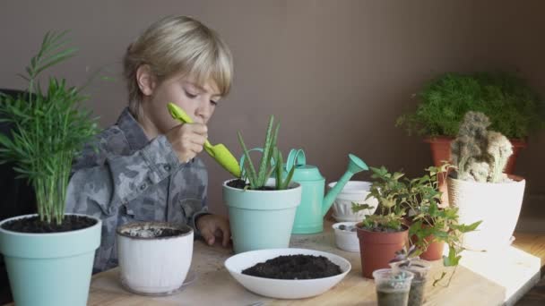 Tencereye Çiçek Eken Bir Çocuk Kapalı Alandaki Bitkileri Nakleden Çiçekleri — Stok video