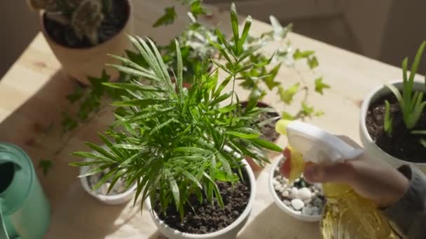 スプレーボトルを使用して自宅で植物を残す上で手スプレー 散水観葉植物 家庭の花を育てる子供 植物のケアの概念 ホームガーデン — ストック動画