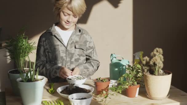 화분에 화초를 이식하고 집에서 기르고 손질하는 식물은 개념에 관심이 의정원 — 비디오