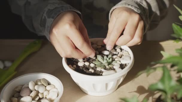Tencereye Çiçek Yerleştiren Eller Kapalı Alandaki Bitkileri Nakleden Çiçekleri Yetiştiren — Stok video