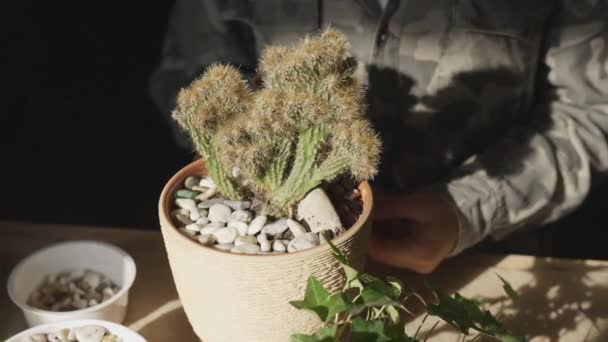 Ruce Zasazující Květinu Květináče Děti Transplantují Vnitřní Rostliny Pěstují Upravují — Stock video