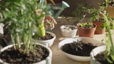 Tencereye çiçek yerleştiren eller. Kapalı alandaki bitkileri nakleden, ev çiçekleri yetiştiren ve yetiştiren çocuklar. Bitkiler konsepte önem verir. Ev Bahçesi.