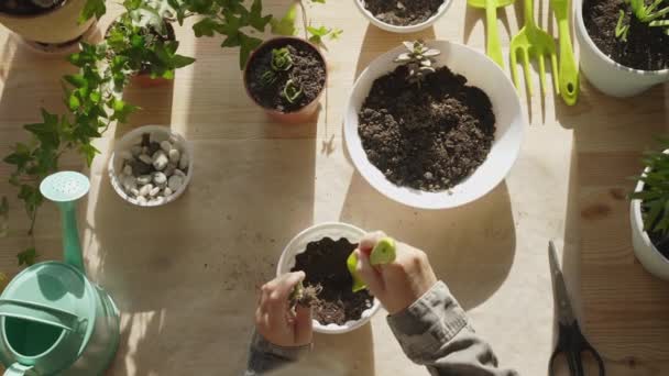 鍋に花を植える手のトップビュー 子供は屋内植物を移植し 成長し 家庭の花をグルーミングする 植物のケアの概念 ホームガーデン — ストック動画