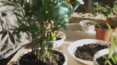 Tencereye çiçek yerleştiren eller. Kapalı alandaki bitkileri nakleden, ev çiçekleri yetiştiren ve yetiştiren çocuklar. Bitkiler konsepte önem verir. Ev Bahçesi.