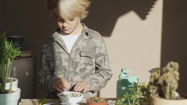 男孩在一个罐子里种花 儿童移植室内植物 种植和培育家庭花卉 植物护理的概念 家庭花园 — 图库视频影像