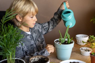 Çocuk saksıda çiçek dikip suluyor. Kapalı alandaki bitkileri nakleden, ev çiçekleri yetiştiren ve yetiştiren çocuklar. Bitkiler konsepte önem verir. Ev Bahçesi.
