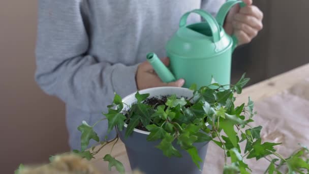 男の子は鉢に花を植え 散水します 子供は屋内植物を移植し 成長し 家庭の花をグルーミングする 植物のケアの概念 ホームガーデン — ストック動画