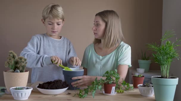 Boy Planting Flower Pot Mother Together Child Studing Transplanting Indoor — Stock Video