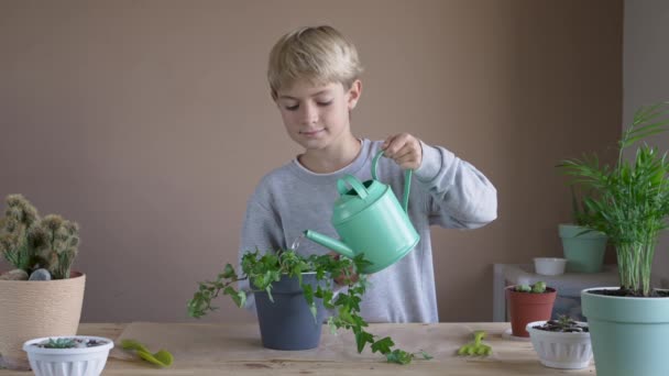 男の子は鉢に花を植え 散水します 子供は屋内植物を移植し 成長し 家庭の花をグルーミングする 植物のケアの概念 ホームガーデン — ストック動画