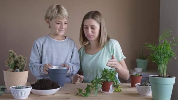 男の子は母親と一緒に鍋に花を植える 屋内植物を移植し 成長し 家庭の花を身づくろいする子供 植物のケアの概念 ホームガーデン — ストック動画