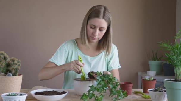 女の子は鍋に花を植える 女性は屋内植物を移植し 成長し 家庭の花をグルーミングする 植物のケアの概念 ホームガーデン — ストック動画