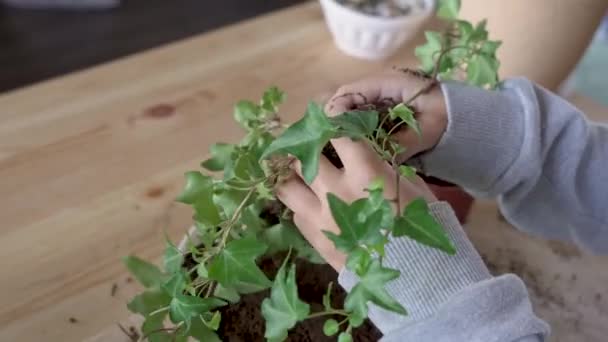 화분에 물주는 화초를 이식하고 집에서 기르고 손질하는 식물은 개념에 관심이 — 비디오