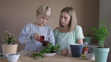 Çocuk, annesiyle birlikte saksıya çiçek dikiyor. Çocuk iç mekan bitkileri naklediyor, ev çiçekleri yetiştiriyor ve yetiştiriyor. Bitkiler konsepte önem verir. Ev Bahçesi.