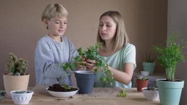 Çocuk, annesiyle birlikte saksıya çiçek dikiyor. Çocuk iç mekan bitkileri naklediyor, ev çiçekleri yetiştiriyor ve yetiştiriyor. Bitkiler konsepte önem verir. Ev Bahçesi.