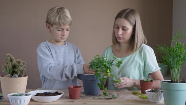 男の子は母親と一緒に鍋に花を植える 屋内植物を移植し 成長し 家庭の花を身づくろいする子供 植物のケアの概念 ホームガーデン — ストック動画