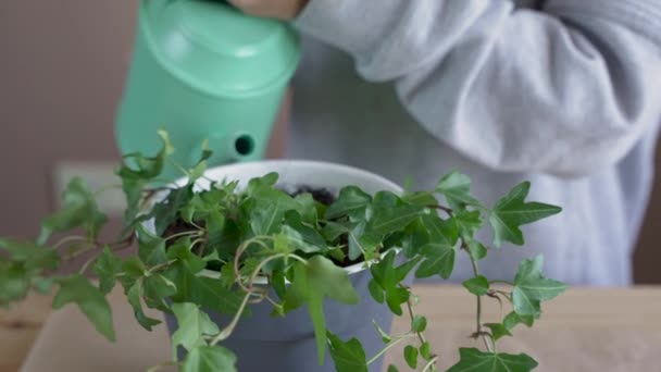 手は鉢に花を植え 散水します 子供は屋内植物を移植し 成長し 家庭の花をグルーミングする 植物のケアの概念 ホームガーデン — ストック動画