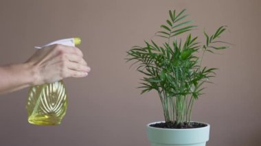 Kızlar su püskürterek tencereye çiçek sıkarlar. İç mekan bitkileri nakletmek, ev çiçekleri yetiştirmek ve yetiştirmek. Bitkiler konsepte önem verir. Ev Bahçesi.