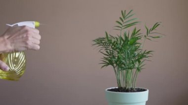 Kızlar su püskürterek tencereye çiçek sıkarlar. İç mekan bitkileri nakletmek, ev çiçekleri yetiştirmek ve yetiştirmek. Bitkiler konsepte önem verir. Ev Bahçesi.