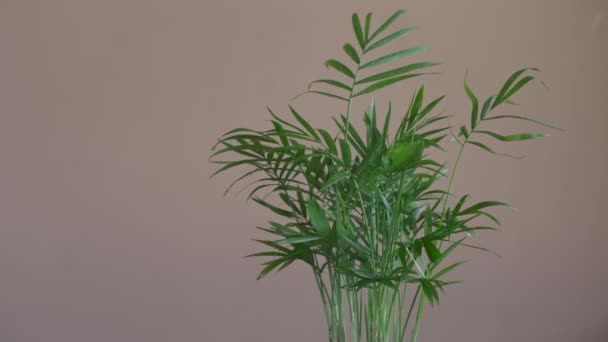 Spraying Water Flower Pot Transplanting Indoor Plants Growing Grooming Home — Stock Video