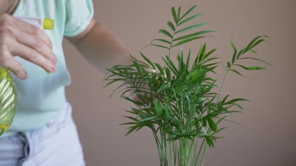 Дівчина Обприскує Водою Зелену Квітку Горщику Пересаджувати Кімнатні Рослини Вирощувати — стокове відео
