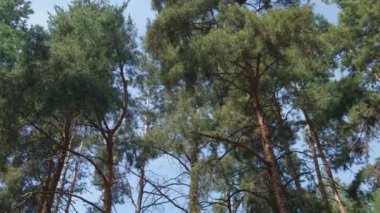 Ormandaki yeşil ağaçlara ve parlayan güneşe bakıyorum. Mavi gökyüzü ve çamların yavaş çekim sahnesi. 