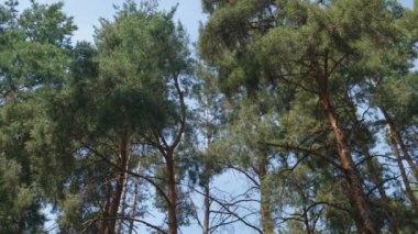 Ormandaki yeşil ağaçlara ve parlayan güneşe bakıyorum. Mavi gökyüzü ve çamların yavaş çekim sahnesi. 