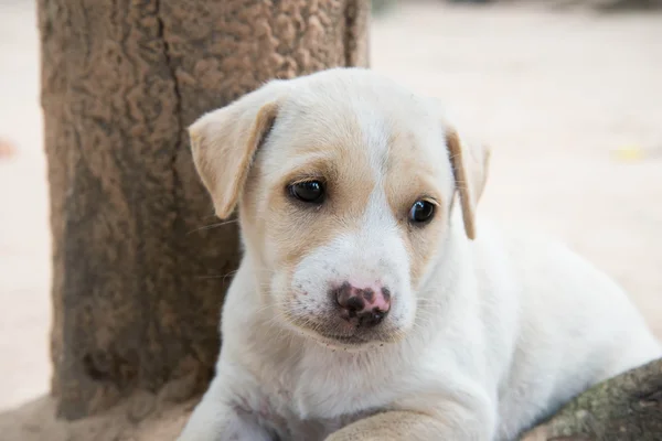 Lonely dog. — Stok fotoğraf