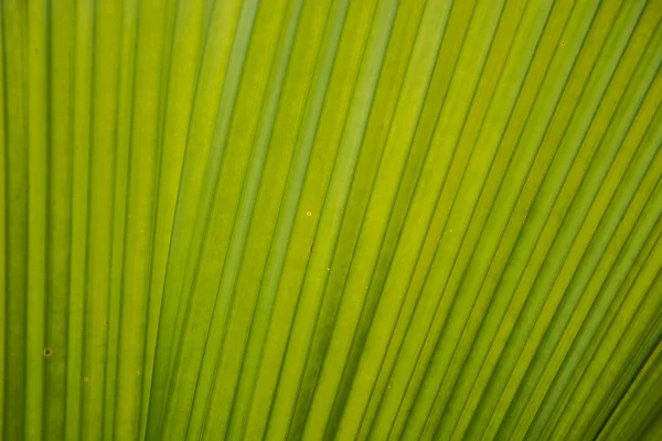 Groene palmtak — Stockfoto