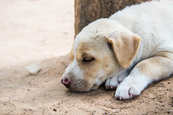 Lonely dog. — Stok fotoğraf